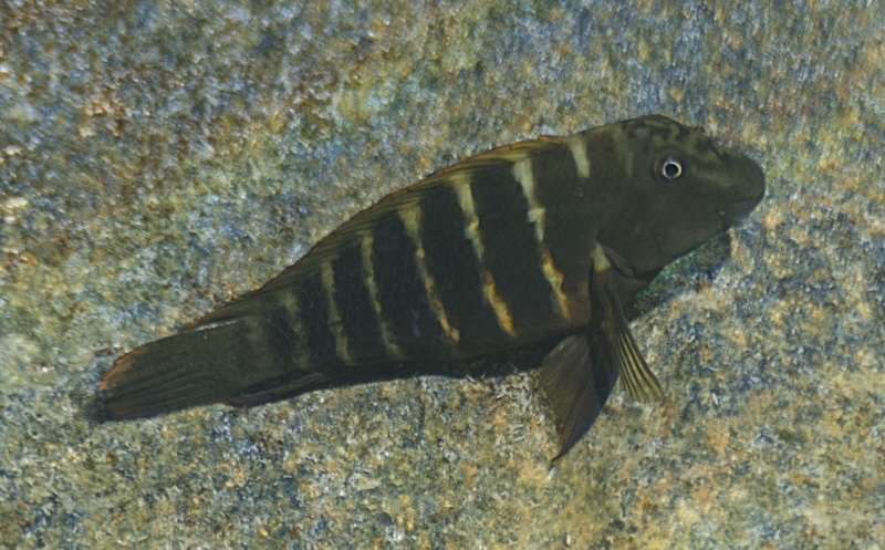 Eretmodus marksmithi 'Kibige Island'